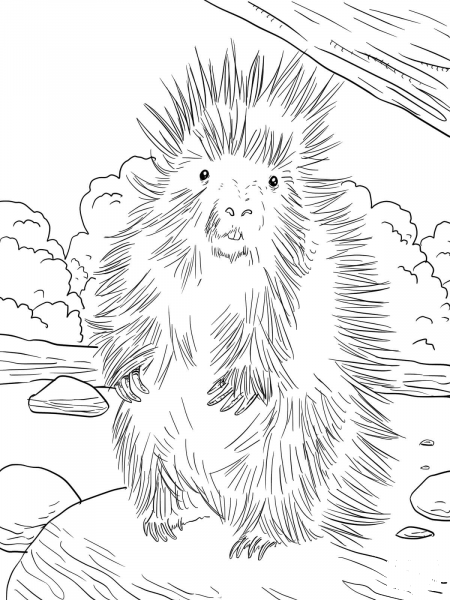 North American Porcupine coloring page image