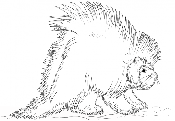 North American porcupine coloring page image
