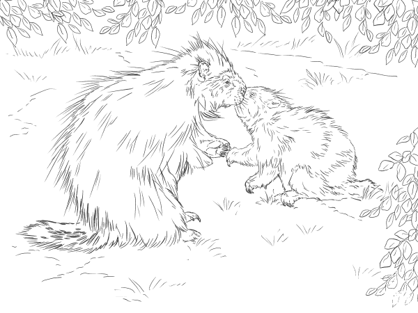 North American Porcupine with Baby coloring page image