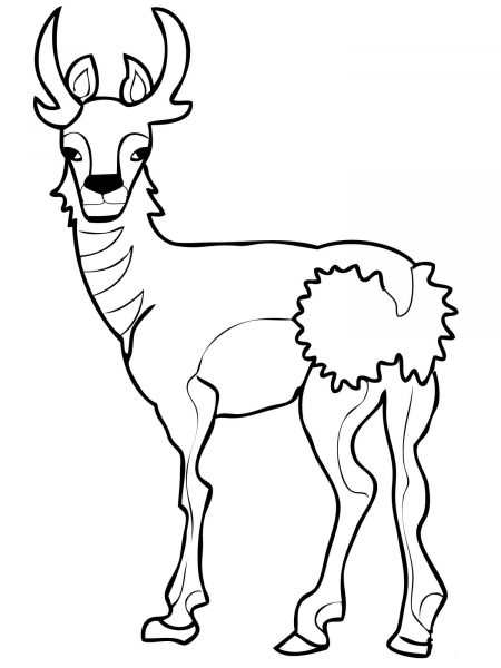 North American Pronghorn coloring page image