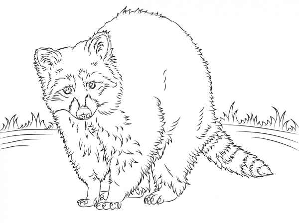 North American Raccoon  coloring page image