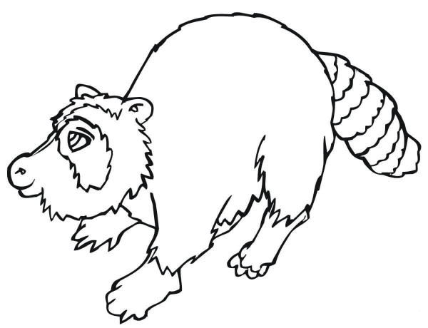 North American Raccoon  coloring page image