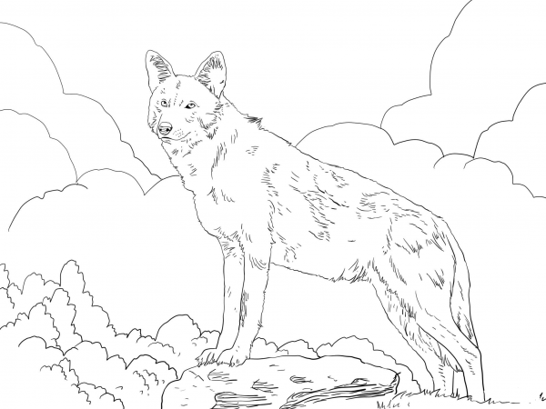 North American Red Wolf coloring page image