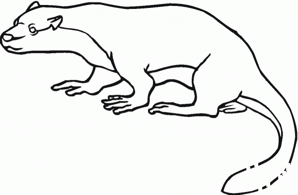 North American River Otter coloring page image
