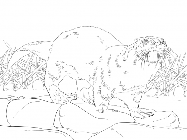 North American River Otter coloring page image