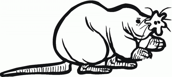 North American Star Nosed Mole coloring page image