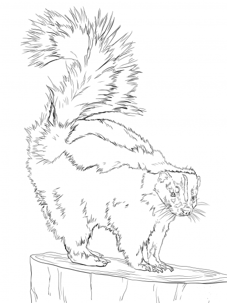 North American Striped Skunk coloring page image