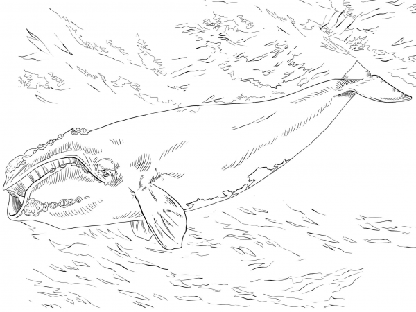 North Atlantic Right Whale coloring page image