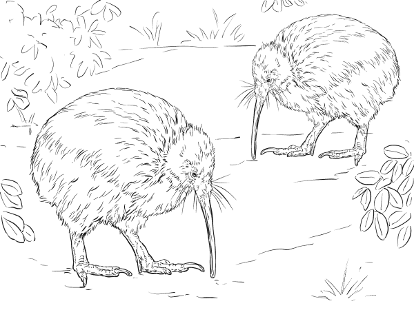 North Island Brown Kiwi coloring page image