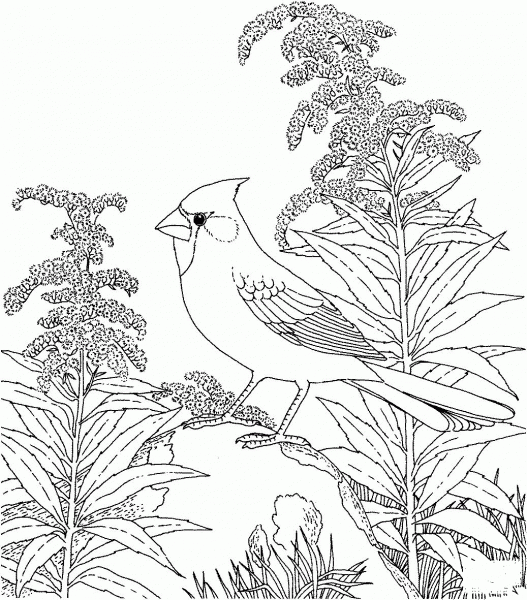 Northern Cardinal and Goldenrod Kentucky Bird and Flower coloring page image