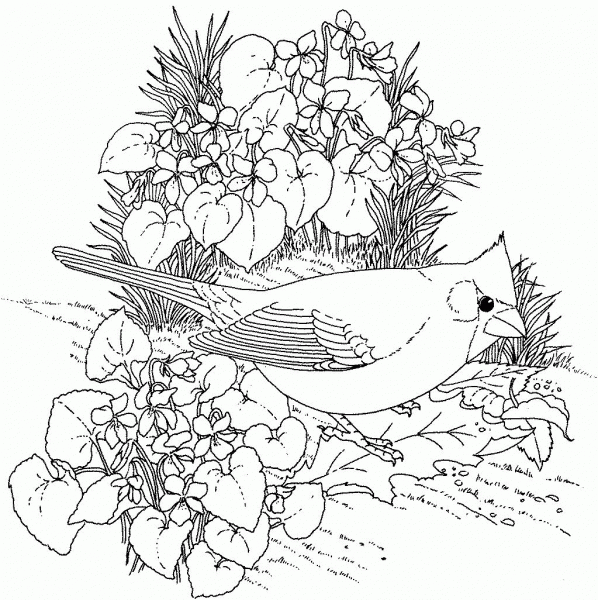 Northern Cardinal and Violet Illinois Bird and Flower coloring page image