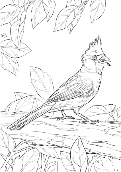 Northern Cardinal coloring page image