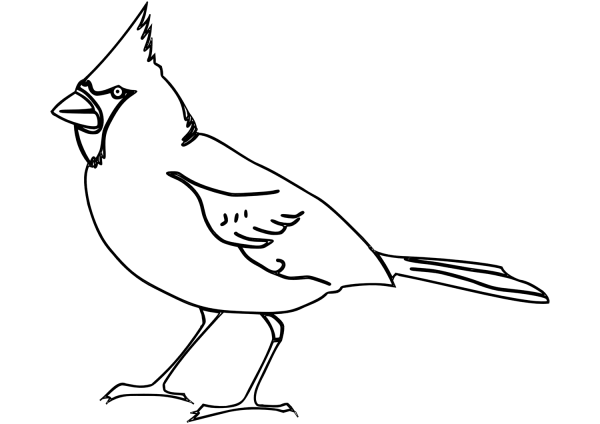 Northern Cardinal coloring page image