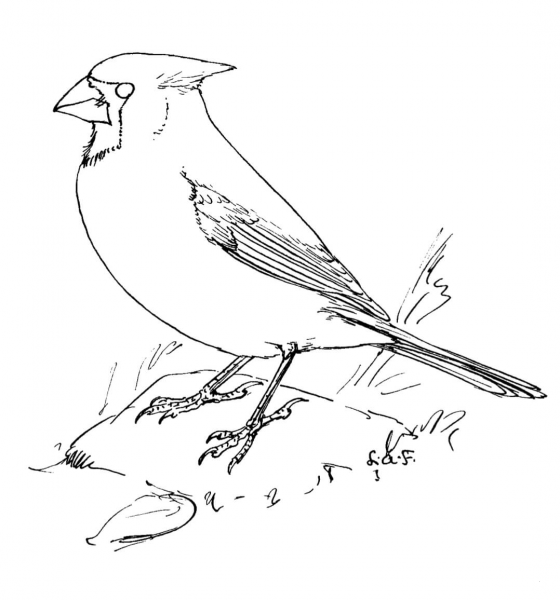 Northern Cardinal coloring page image