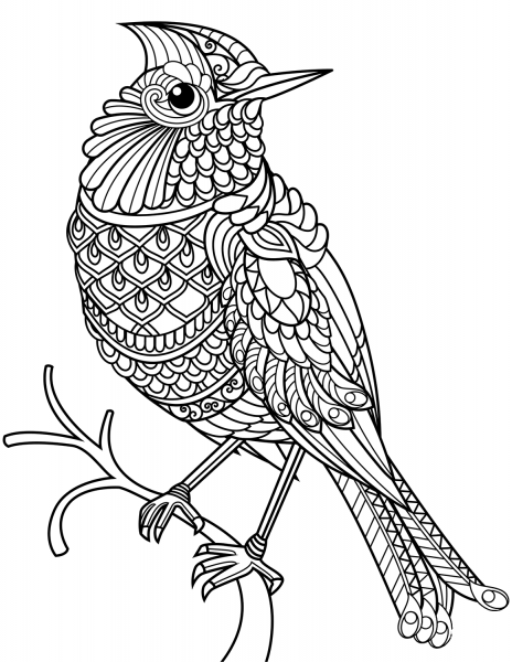 Northern Cardinal Zentangle coloring page image