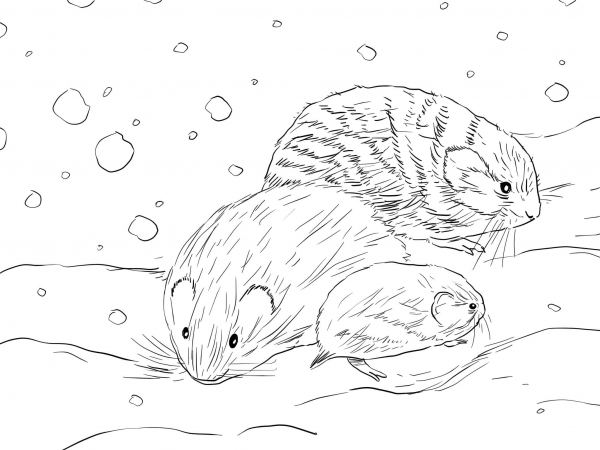 Northern Collared Lemming coloring page image