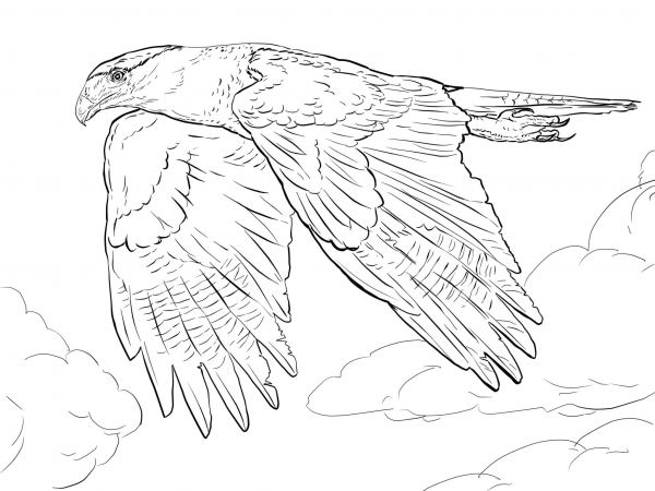 Northern Crested Caracara coloring page image