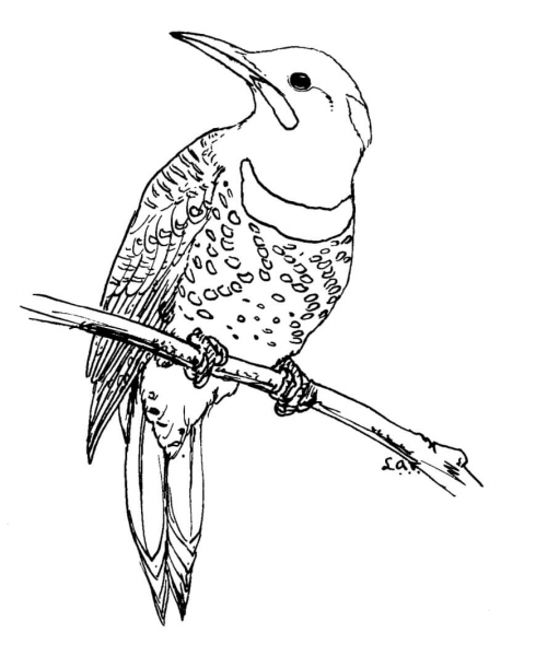 Northern Flicker coloring page image