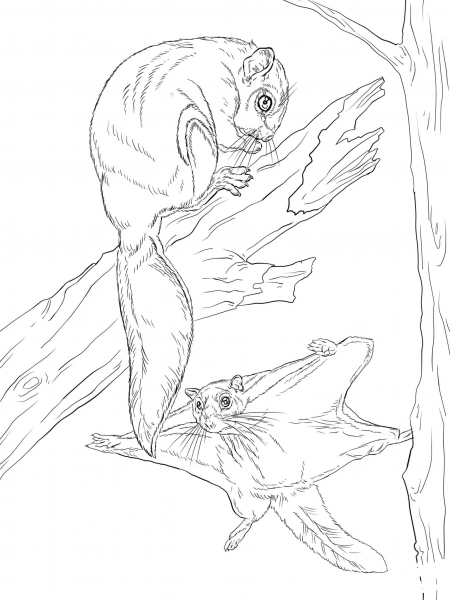 Northern Flying Squirrel coloring page image