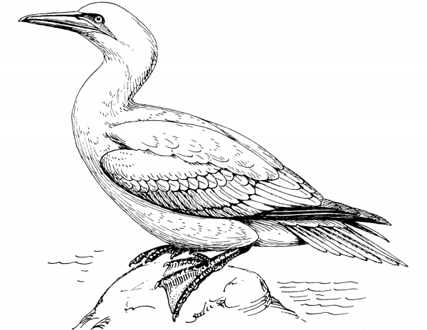 Northern Gannet coloring page image