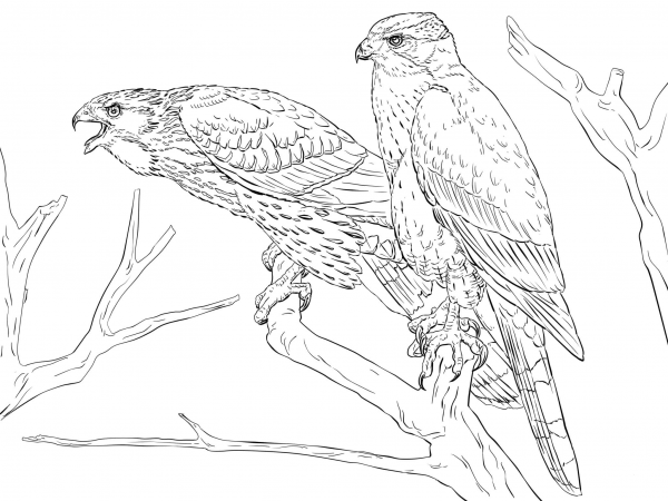 Northern Goshawks coloring page image