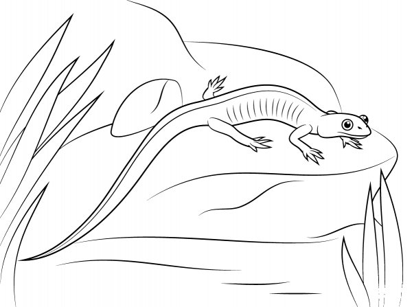 Northern Gray Cheeked Salamander coloring page image