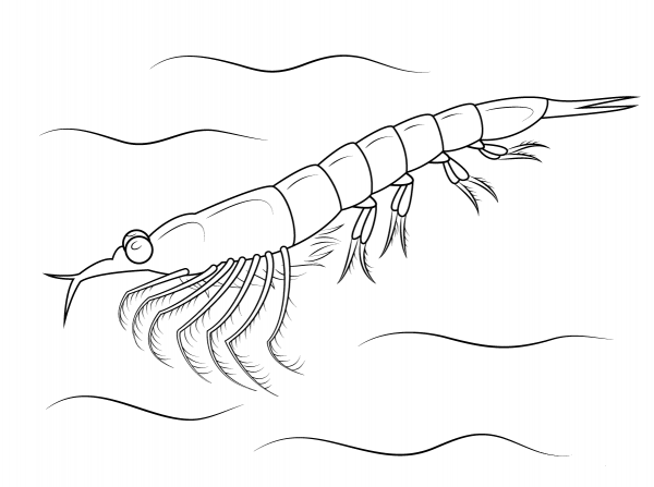 Northern Krill coloring page image