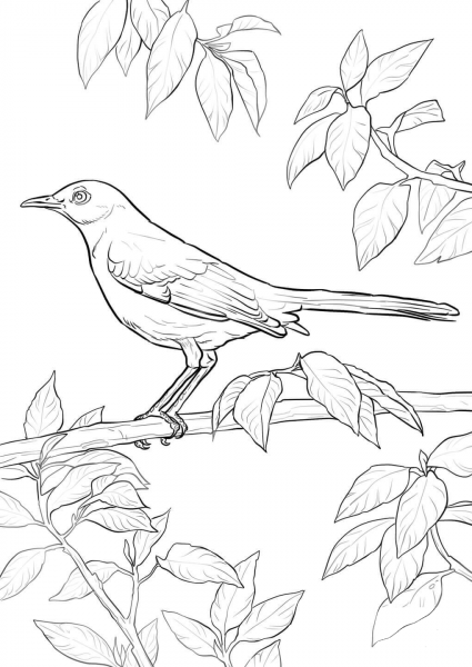 Northern Mockingbird coloring page image