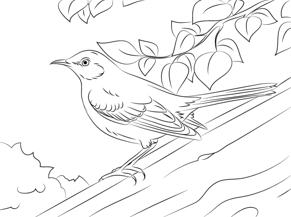 Northern Mockingbird coloring page image