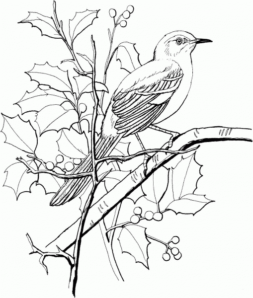 Northern Mockingbird Perched on a Tree coloring page image