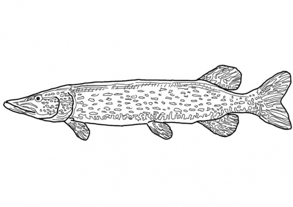 Northern Pike coloring page image