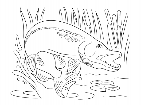 Northern Pike Jump out of Water coloring page image