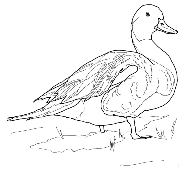 Northern Pintail Duck coloring page image