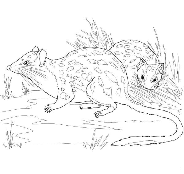 Northern Quoll coloring page image