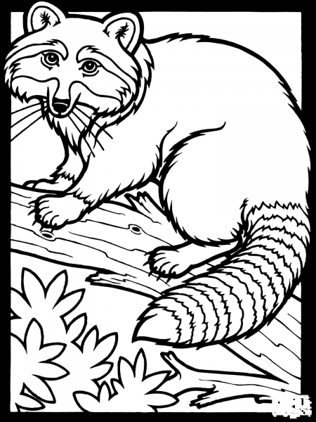 Northern Raccoon coloring page image
