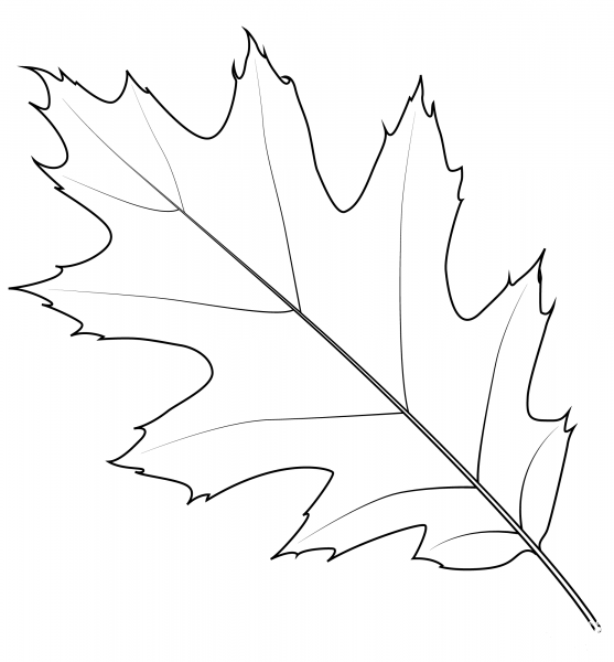 Northern Red Oak Leaf coloring page image