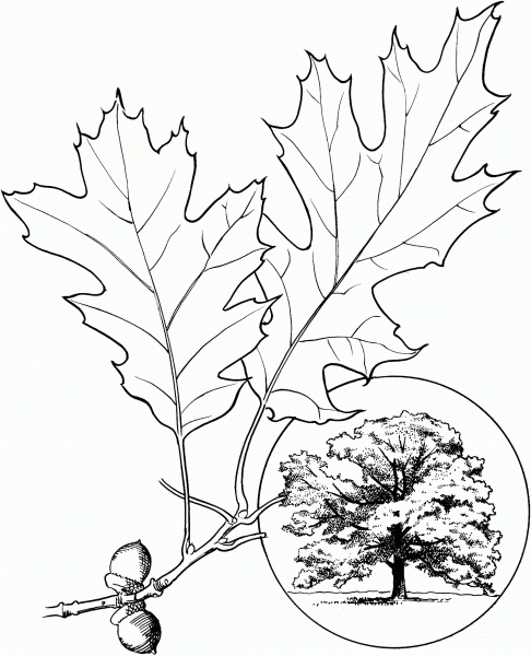 Northern Red Oak or Champion Oak coloring page image
