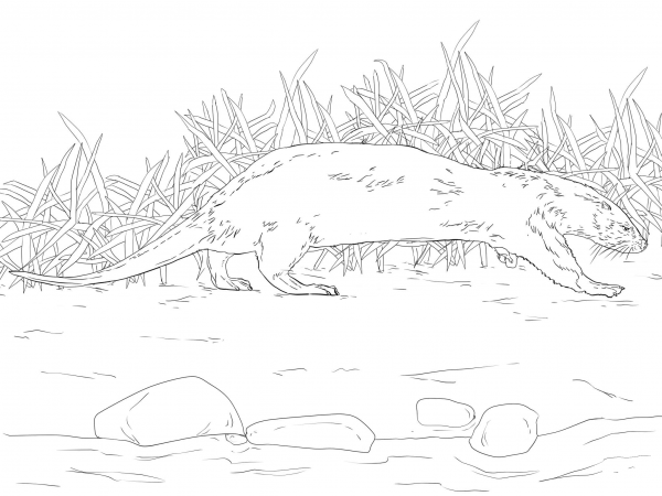 Northern River Otter coloring page image