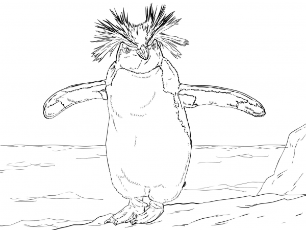 Northern Rockhopper Penguin coloring page image