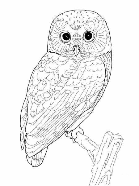 Northern Saw Whet Owl coloring page image