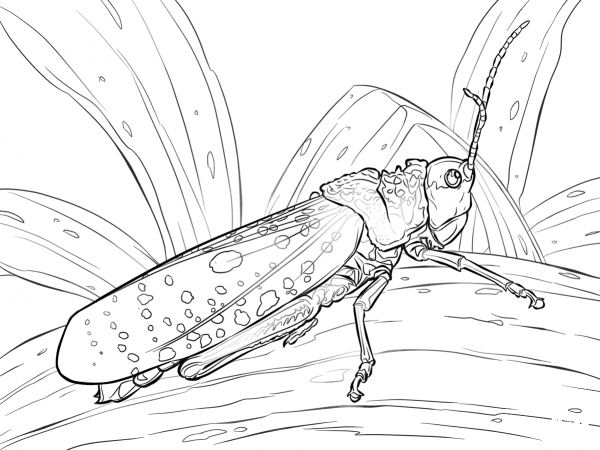 Northern Spotted Grasshopper coloring page image