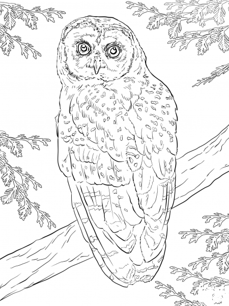 Northern Spotted Owl coloring page image