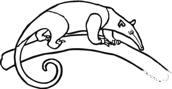Northern tamandua coloring page image
