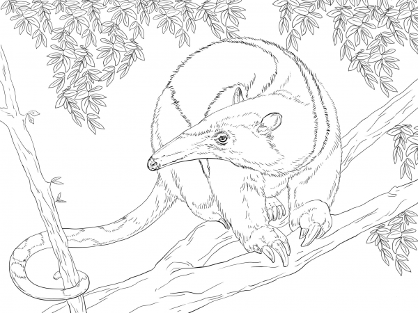 Northern Tamandua on a Tree coloring page image