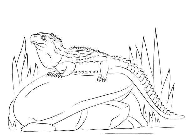 Northern Tuatara Sitting on Stone coloring page image