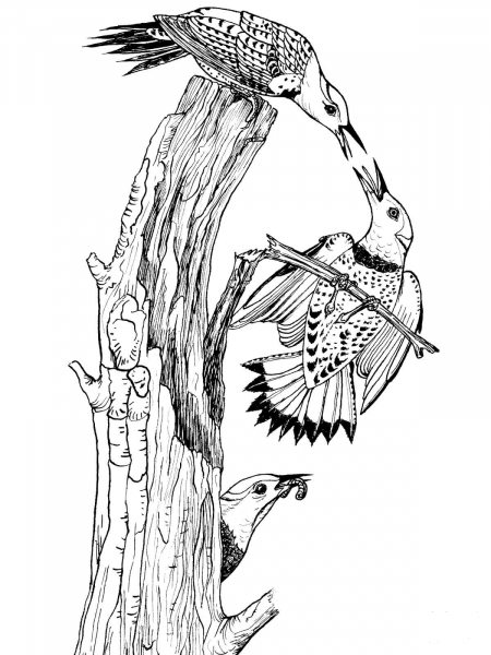 Northern Yellow Shafted Flickers coloring page image