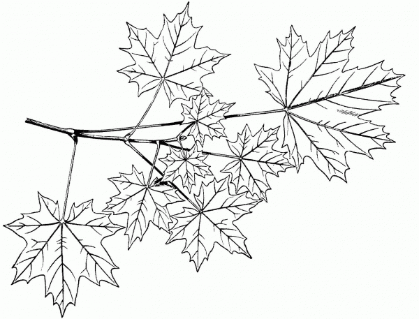 Norway Maple Branchlet coloring page image