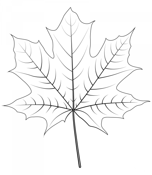 Norway Maple Leaf coloring page image