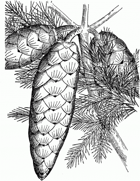 Norway Spruce Cone coloring page image