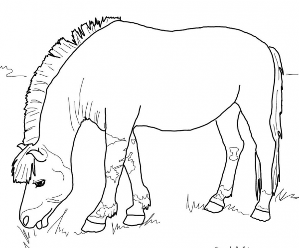 Norwegian Fjord Horse coloring page image